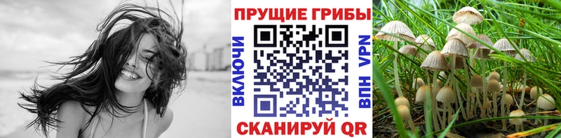 Купить закладки  Гвардейск  Галлюциногенные грибы Cubensis 
